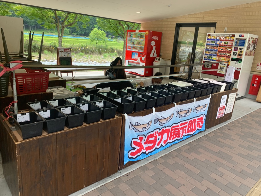 Relive R1250gs アドベンチャー瀞川 氷ノ山林道 滑り込みセーフ